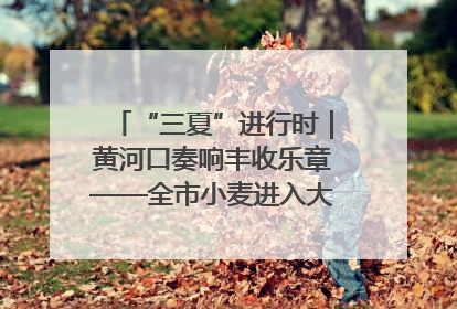 “三夏”进行时｜黄河口奏响丰收乐章——全市小麦进入大面积收获高峰期