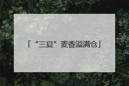 “三夏”麦香溢满仓