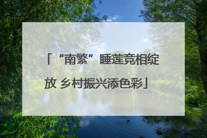 “南繁”睡莲竞相绽放 乡村振兴添色彩
