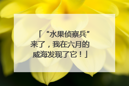 “水果侦察兵”来了，我在六月的威海发现了它！