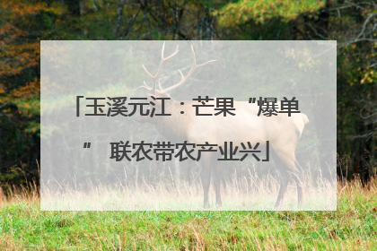 玉溪元江：芒果“爆单” 联农带农产业兴