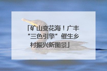 矿山变花海！广丰“三色引擎”催生乡村振兴新图景