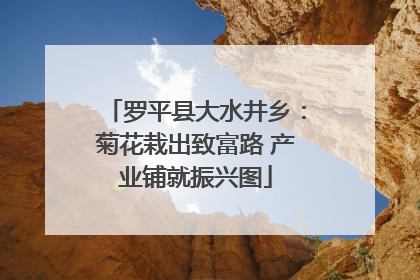 罗平县大水井乡：菊花栽出致富路 产业铺就振兴图