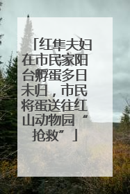 红隼夫妇在市民家阳台孵蛋多日未归，市民将蛋送往红山动物园“抢救”