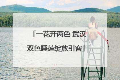 一花开两色 武汉双色睡莲绽放引客