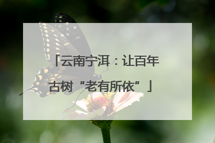 云南宁洱：让百年古树“老有所依”