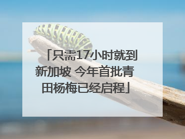 只需17小时就到新加坡 今年首批青田杨梅已经启程