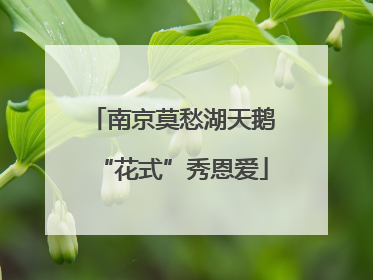 南京莫愁湖天鹅“花式”秀恩爱
