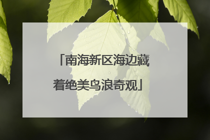南海新区海边藏着绝美鸟浪奇观