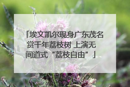 埃文凯尔现身广东茂名 赏千年荔枝树 上演无间道式“荔枝自由”