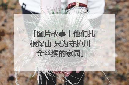 图片故事丨他们扎根深山 只为守护川金丝猴的家园