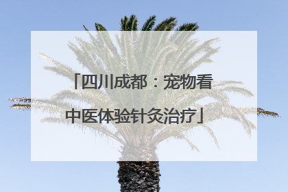 四川成都：宠物看中医体验针灸治疗