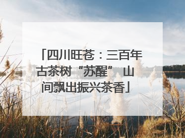 四川旺苍：三百年古茶树“苏醒” 山间飘出振兴茶香