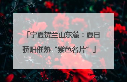 宁夏贺兰山东麓：夏日骄阳催熟“紫色名片”