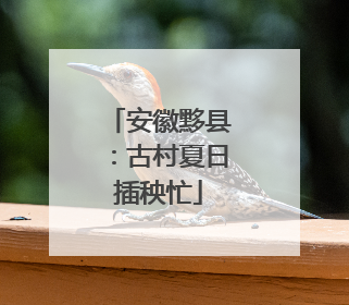 安徽黟县：古村夏日插秧忙