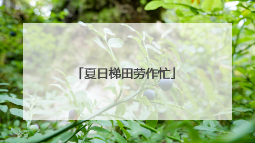 夏日梯田劳作忙