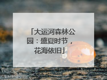 大运河森林公园：盛夏时节，花海依旧
