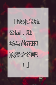 快来泉城公园，赴一场与荷花的浪漫之约吧！
