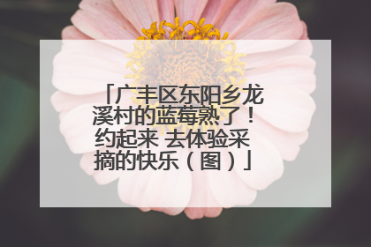 广丰区东阳乡龙溪村的蓝莓熟了！约起来 去体验采摘的快乐（图）