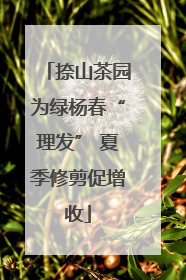 捺山茶园为绿杨春“理发” 夏季修剪促增收