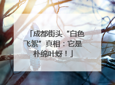 成都街头“白色飞絮”真相：它是朴绵叶蚜！
