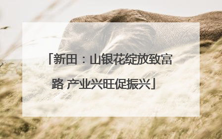 新田：山银花绽放致富路 产业兴旺促振兴