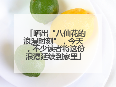 晒出“八仙花的浪漫时刻”，今天，不少读者将这份浪漫延续到家里