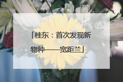 桂东：首次发现新物种——宽距兰
