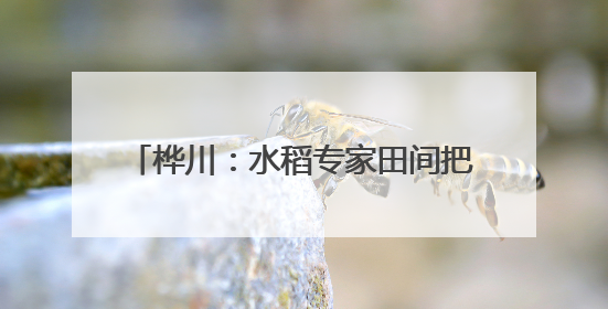 桦川：水稻专家田间把脉 科技赋能单产提升