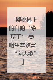 樱桃林下的白鹅“除草工” 奏响生态致富“向天歌”