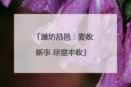 潍坊昌邑：麦收新事 尽显丰收