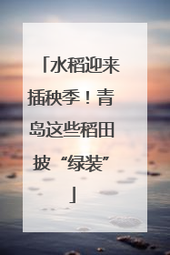 水稻迎来插秧季！青岛这些稻田披“绿装”