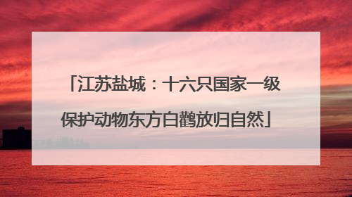 江苏盐城：十六只国家一级保护动物东方白鹳放归自然