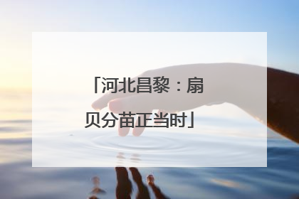 河北昌黎：扇贝分苗正当时