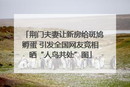 荆门夫妻让新房给斑鸠孵蛋 引发全国网友竞相晒“人鸟共处”图