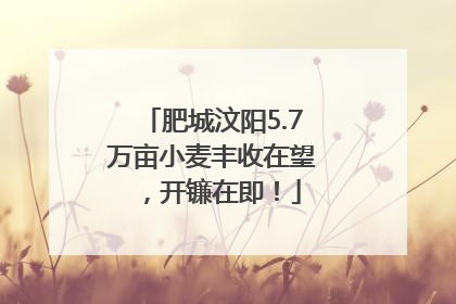 肥城汶阳5.7万亩小麦丰收在望，开镰在即！