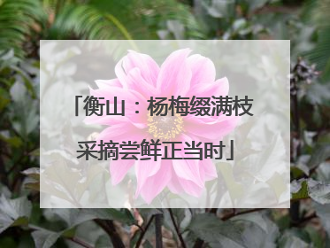 衡山：杨梅缀满枝 采摘尝鲜正当时