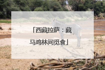 西藏拉萨：藏马鸡林间觅食
