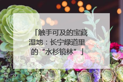 触手可及的宝藏湿地：长宁绿道里的“水杉镜林”