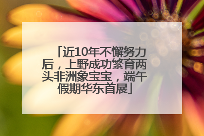 近10年不懈努力后，上野成功繁育两头非洲象宝宝，端午假期华东首展