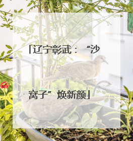 辽宁彰武：“沙窝子”焕新颜