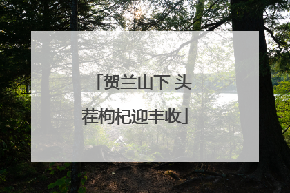 贺兰山下 头茬枸杞迎丰收