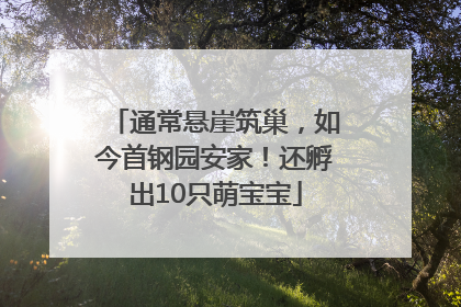 通常悬崖筑巢，如今首钢园安家！还孵出10只萌宝宝