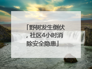 野树发生倒伏，社区4小时消除安全隐患