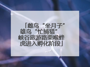 雌鸟“坐月子”雄鸟“忙捕猎” 峡谷旅游路栗喉蜂虎进入孵化阶段