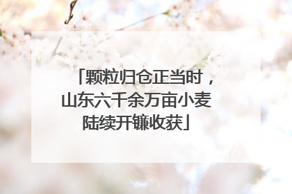 颗粒归仓正当时，山东六千余万亩小麦陆续开镰收获