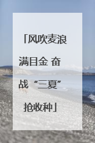 风吹麦浪满目金 奋战“三夏”抢收种