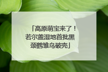 高原萌宝来了！若尔盖湿地首批黑颈鹤雏鸟破壳