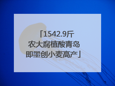 1542.9斤 农大腐植酸青岛即墨创小麦高产
